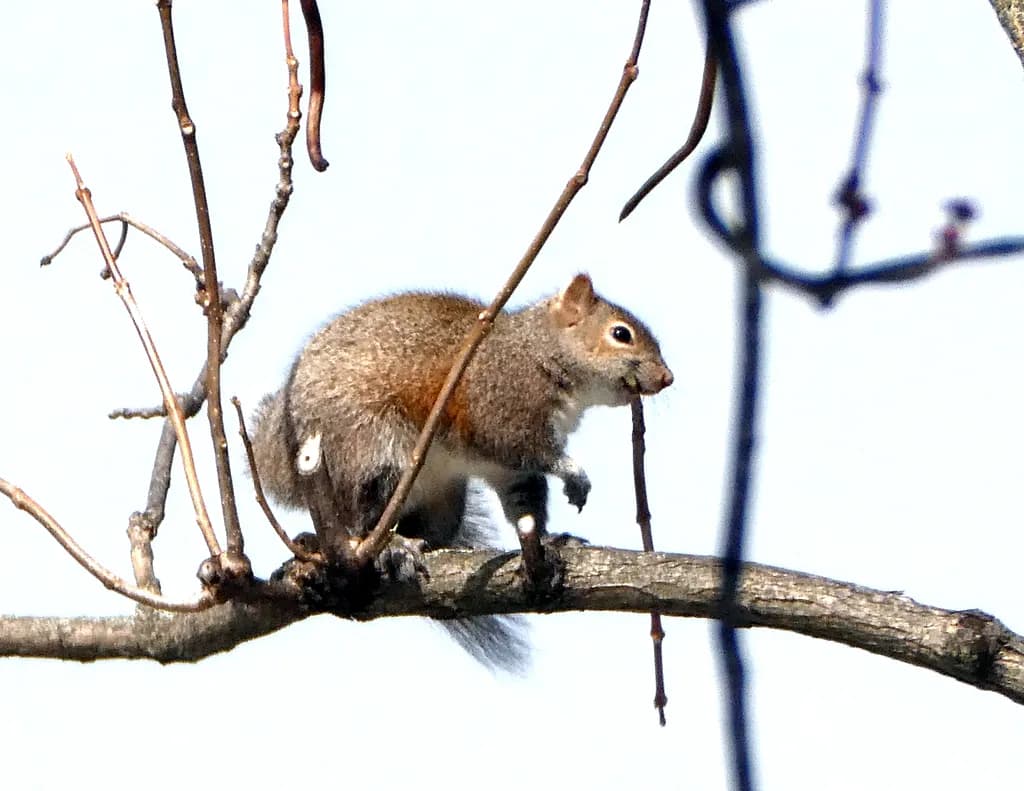 Squirrel on Branch