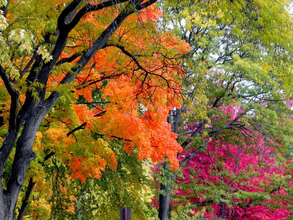 Autumn Trees Display