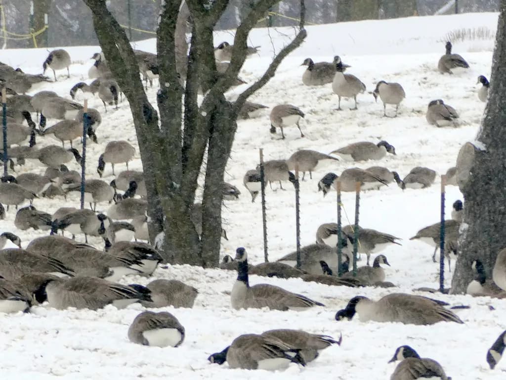 Flock of Geese in Snow