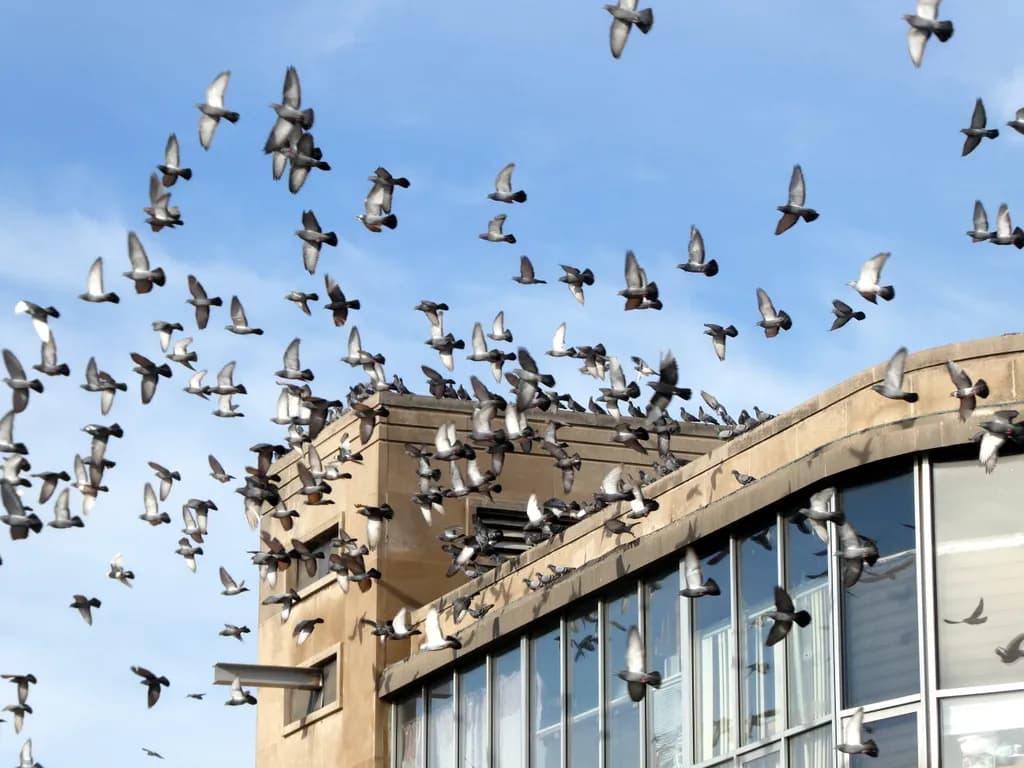 Flock Over Building