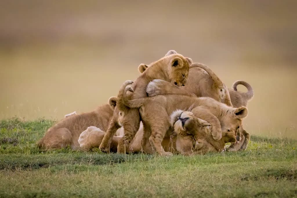 Bundle of Cubs
