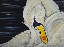 Swan's Embrace
