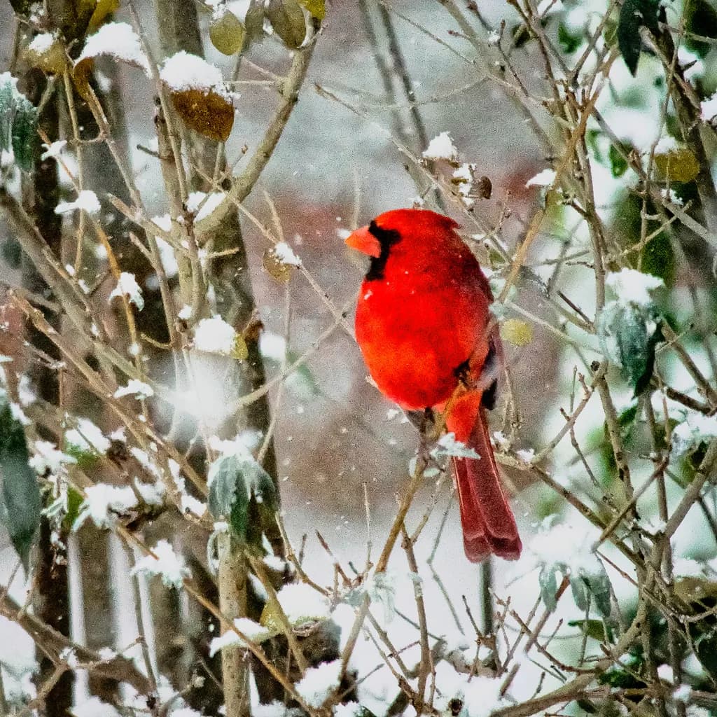 Winter's Crimson Visitor: A Cardinal Amidst the Snowy Branches