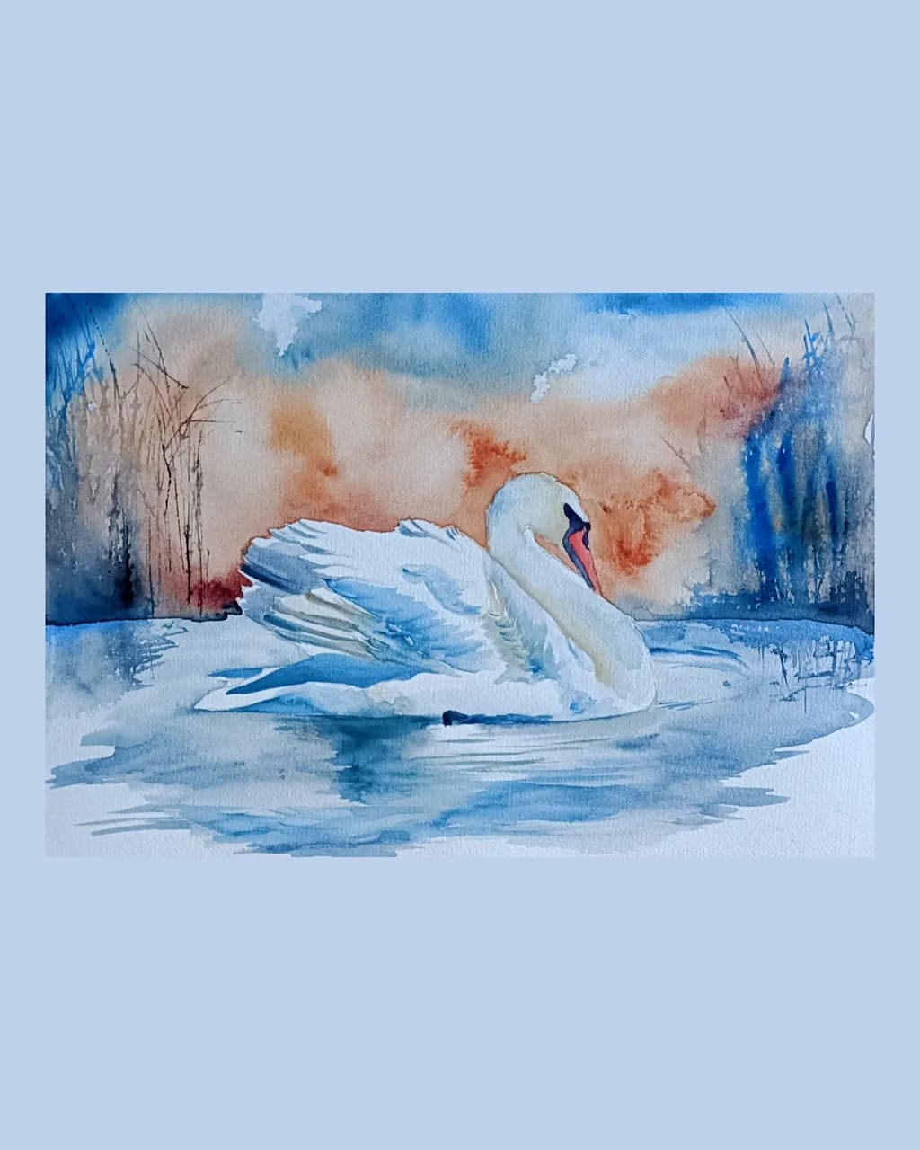 Swan Reflection