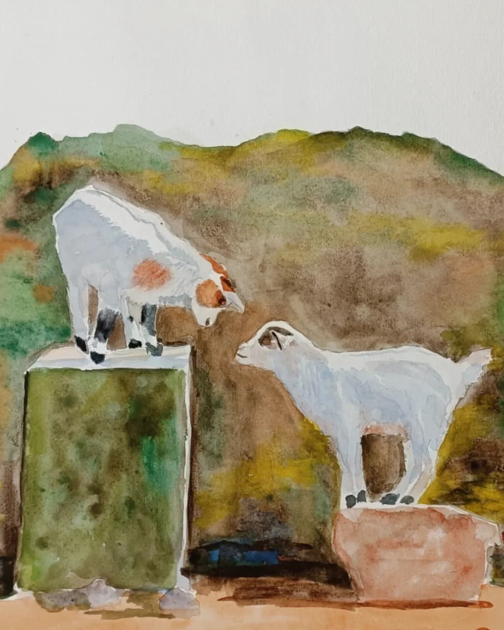 Goat Standoff