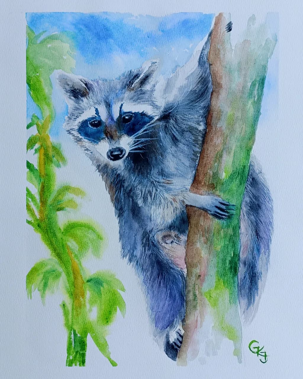 Tree-Top Raccoon Peekaboo