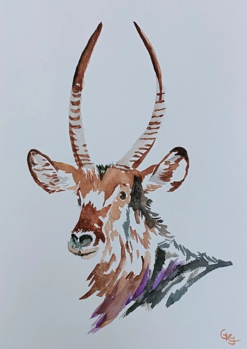 Antelope Stare