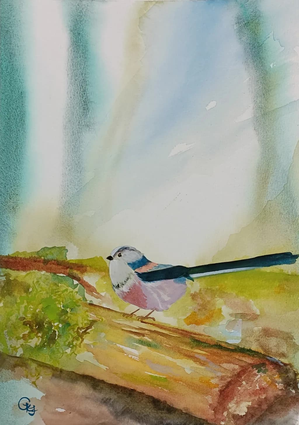 Tail Feathers and Timber