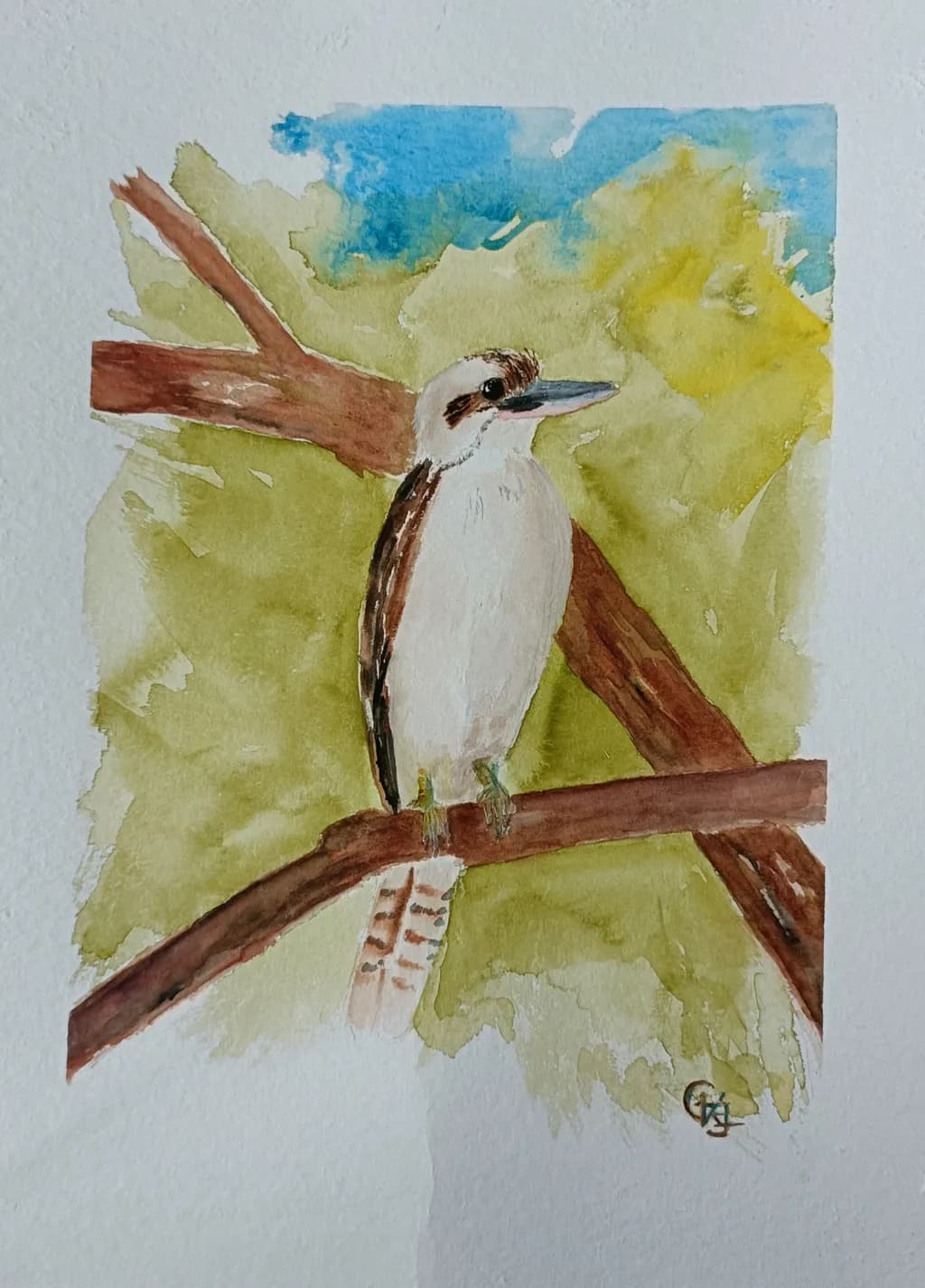 Kookaburra Chillin'