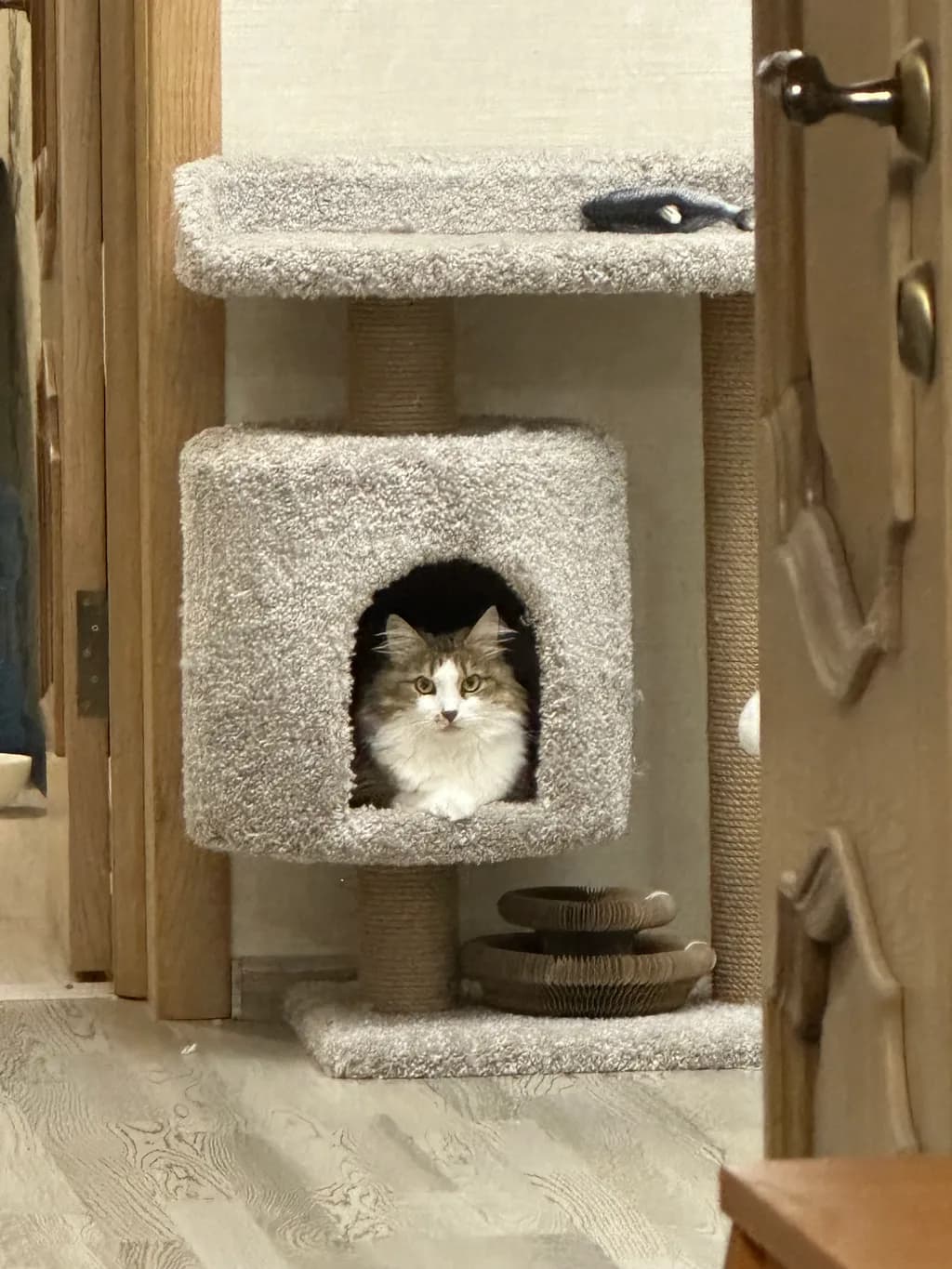 Whiskered Wonder: A Cozy Cat's Playful Hideaway in Soft Serenity