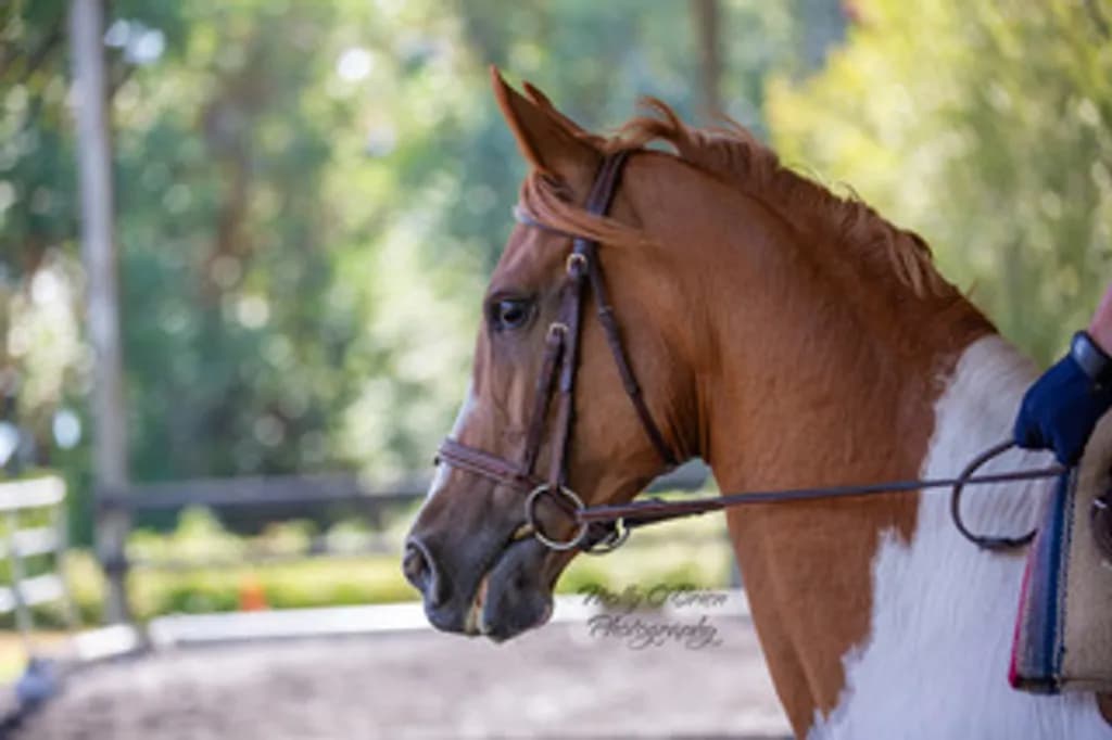 Enhanced Horse Portrait