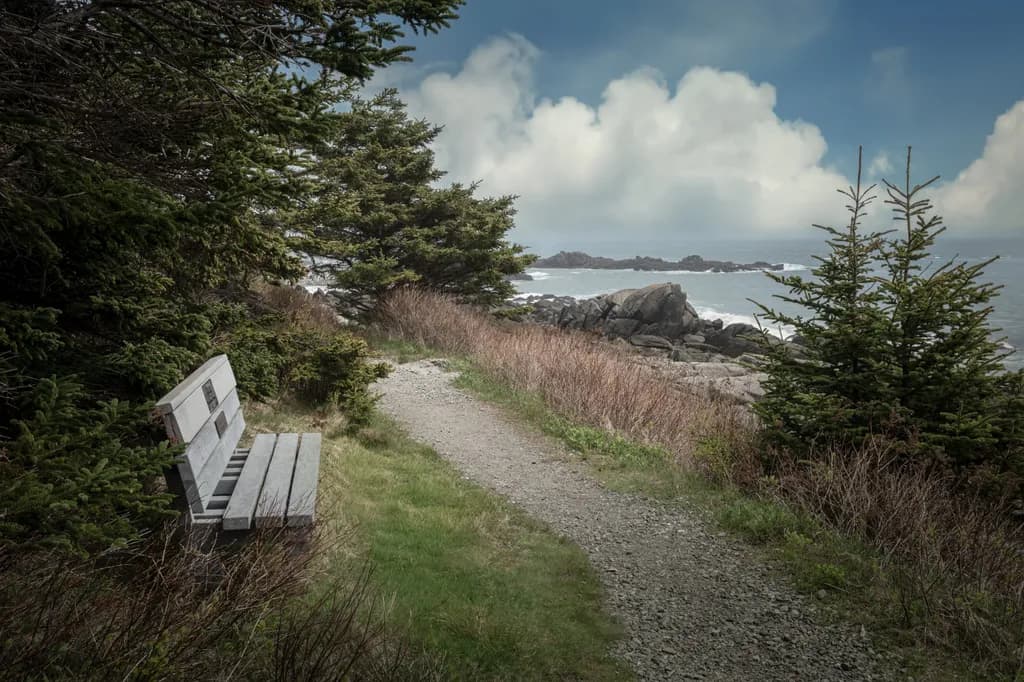 Restful Stop - Pine Trees Along the Atlantic - Northern Maine
