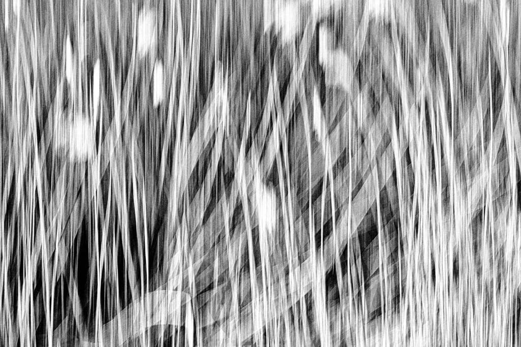 Rhythmic Veil