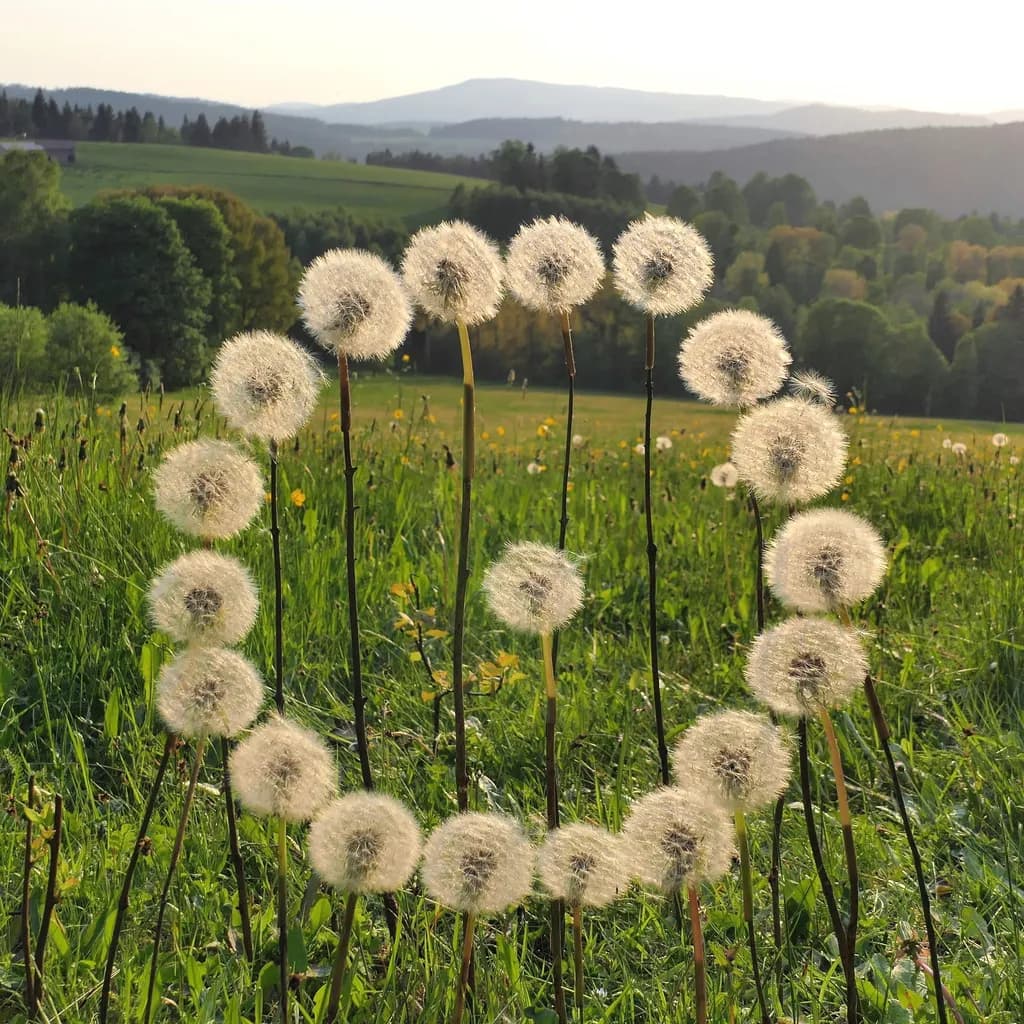 Whispers of Nature: A Circle of Dandelion Dreams in Golden Light