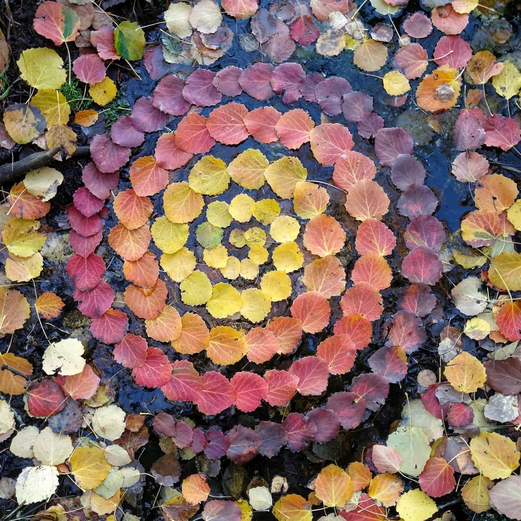Autumn's Spiral: A Dance of Colorful Leaves on Water