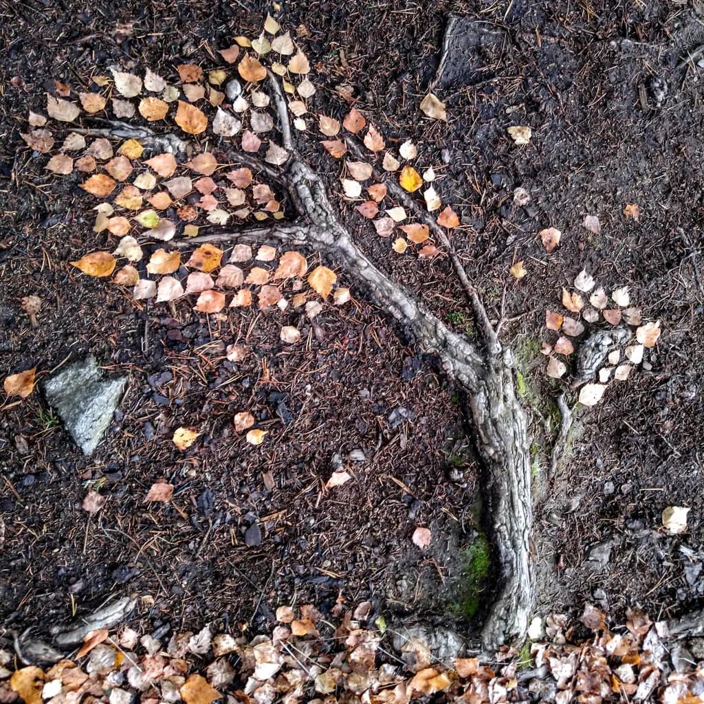 Whispers of Autumn: A Leafy Tree Embracing Nature's Canvas
