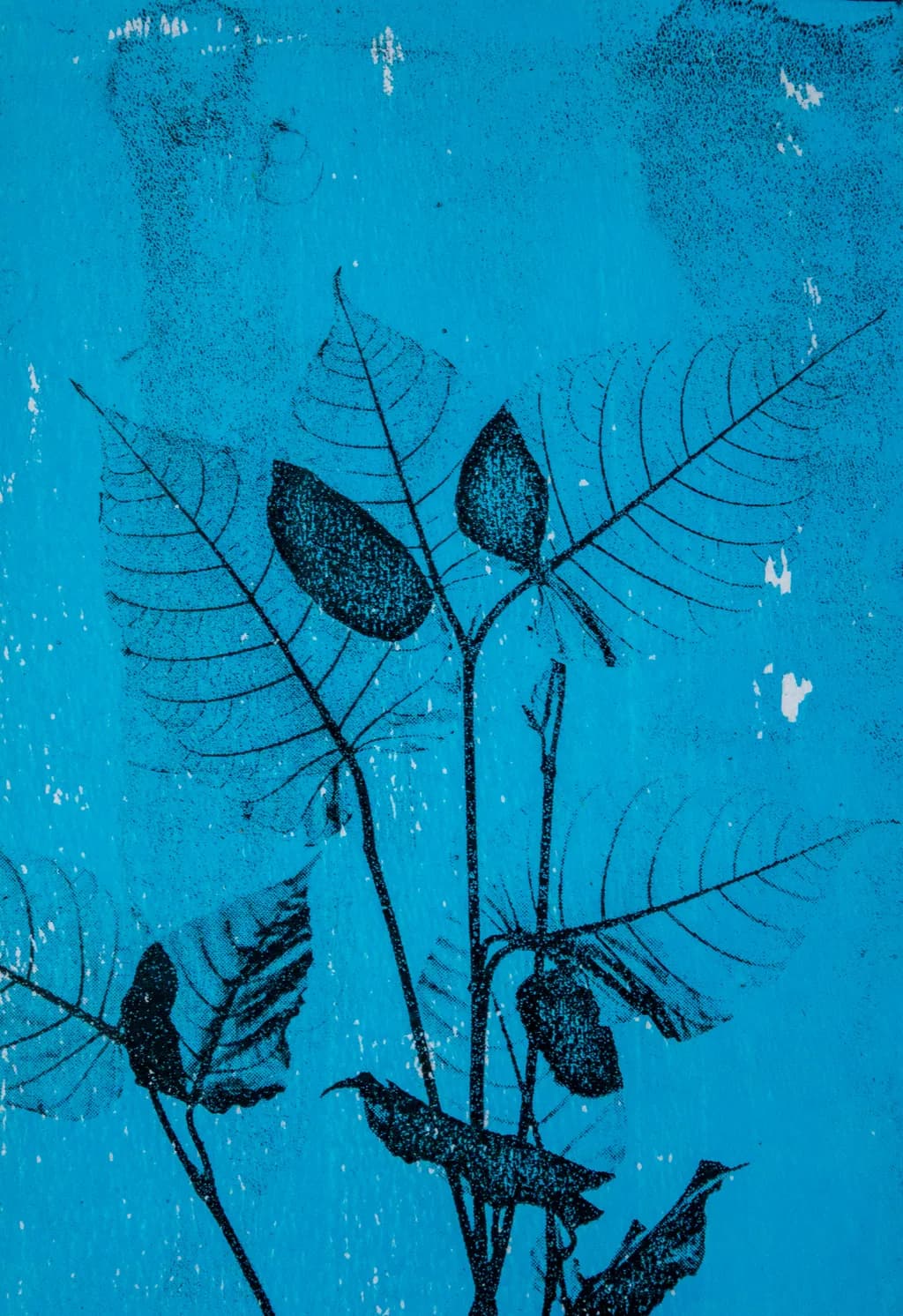 Blue Vein Leaves