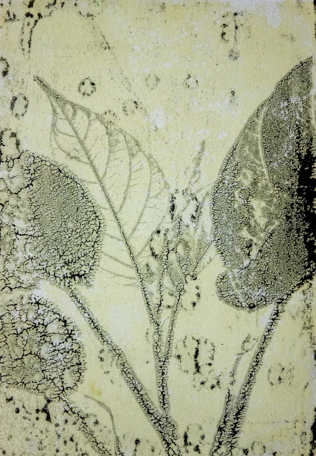 Cracked Leaf Impressions