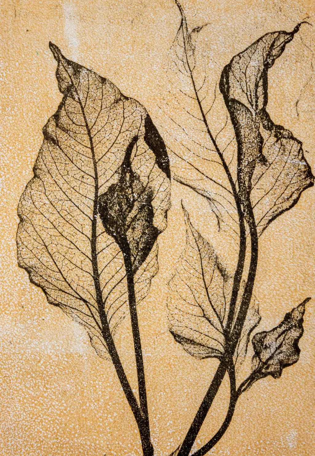 Veined Echoes