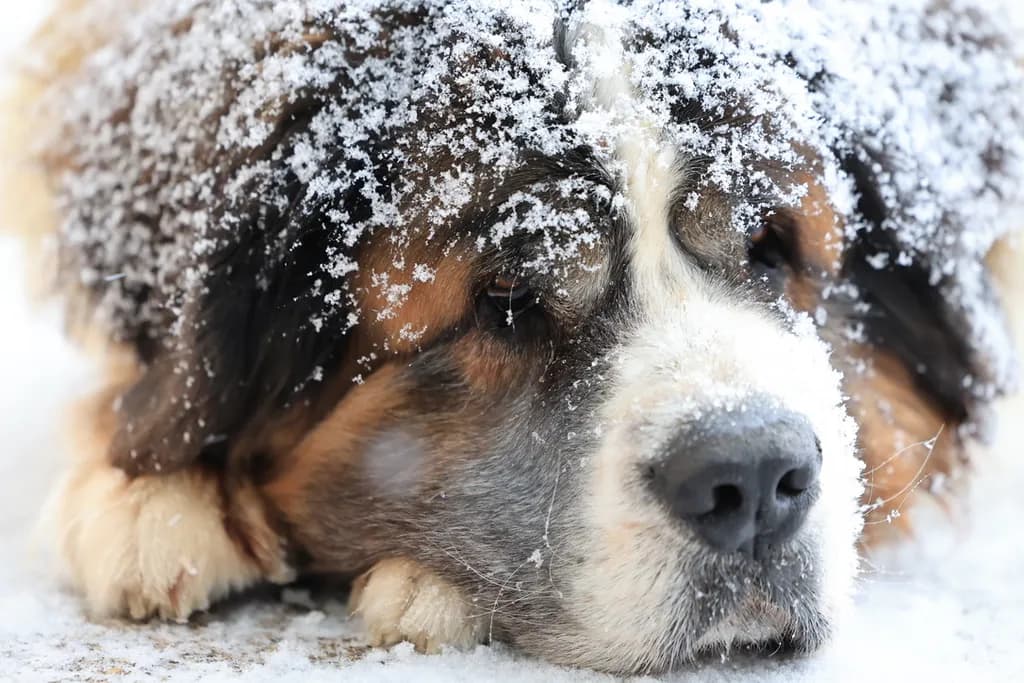 Snow-Kissed Rest