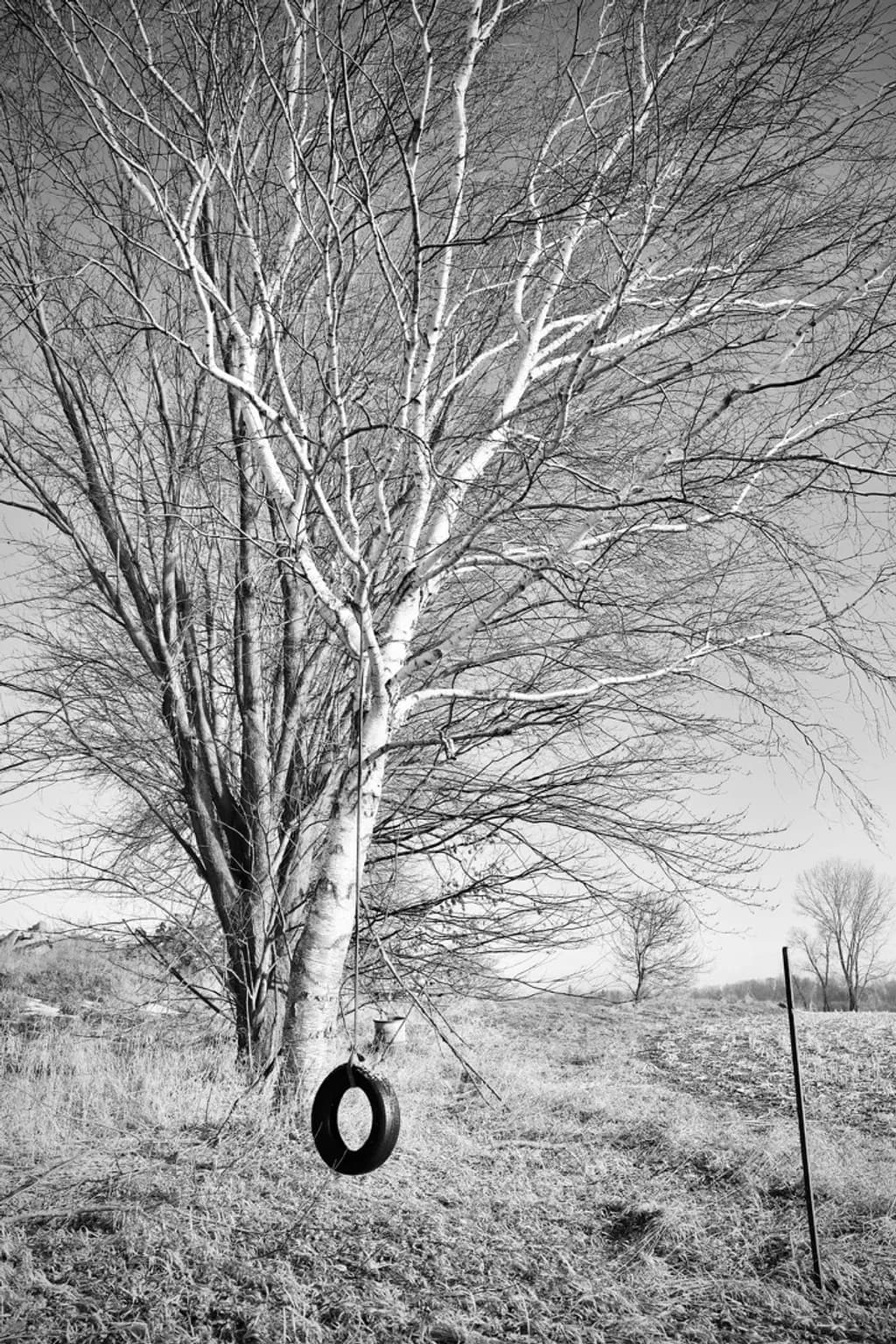 Tire Swing Tree