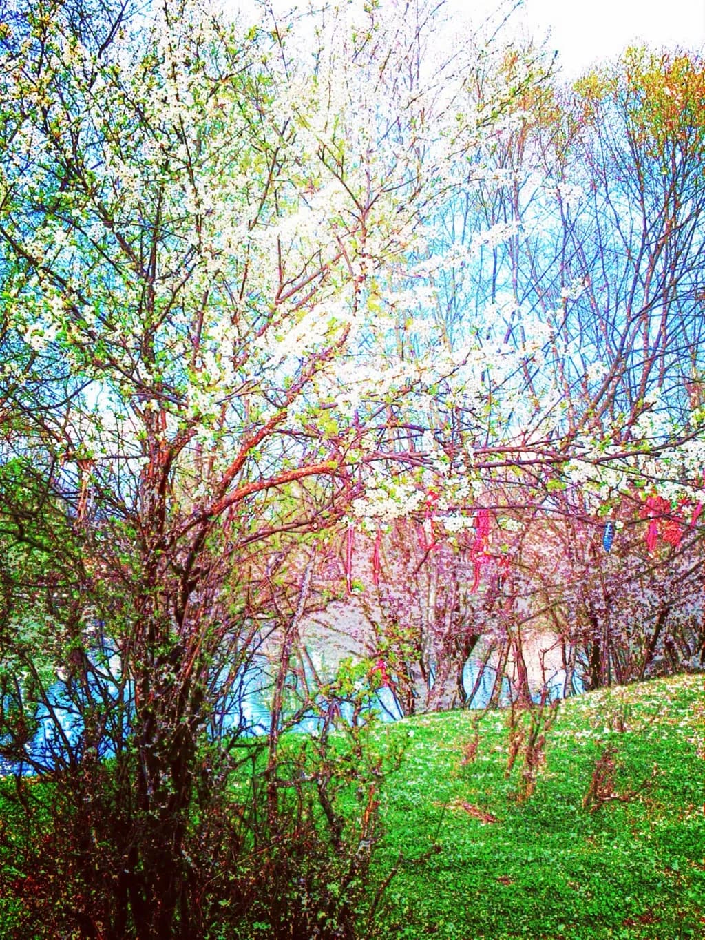 March (Blossom Serenity)