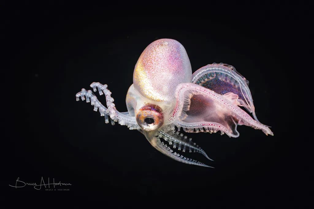 Blanket Octopus