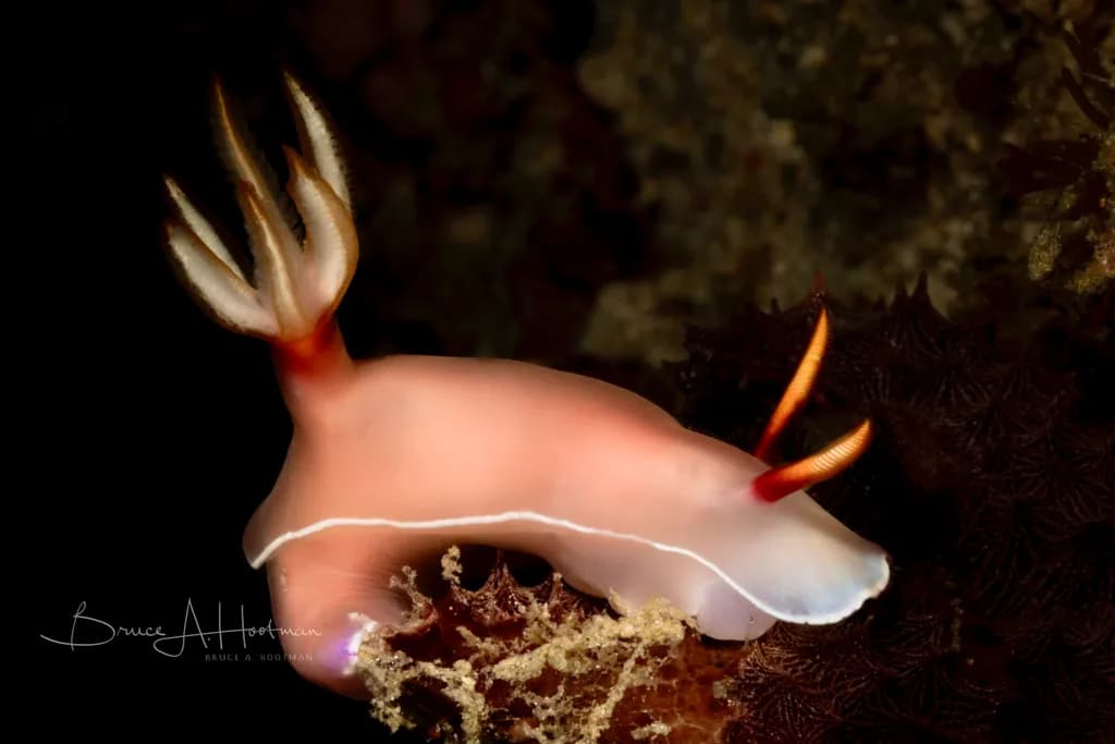 Nudibranch Grace