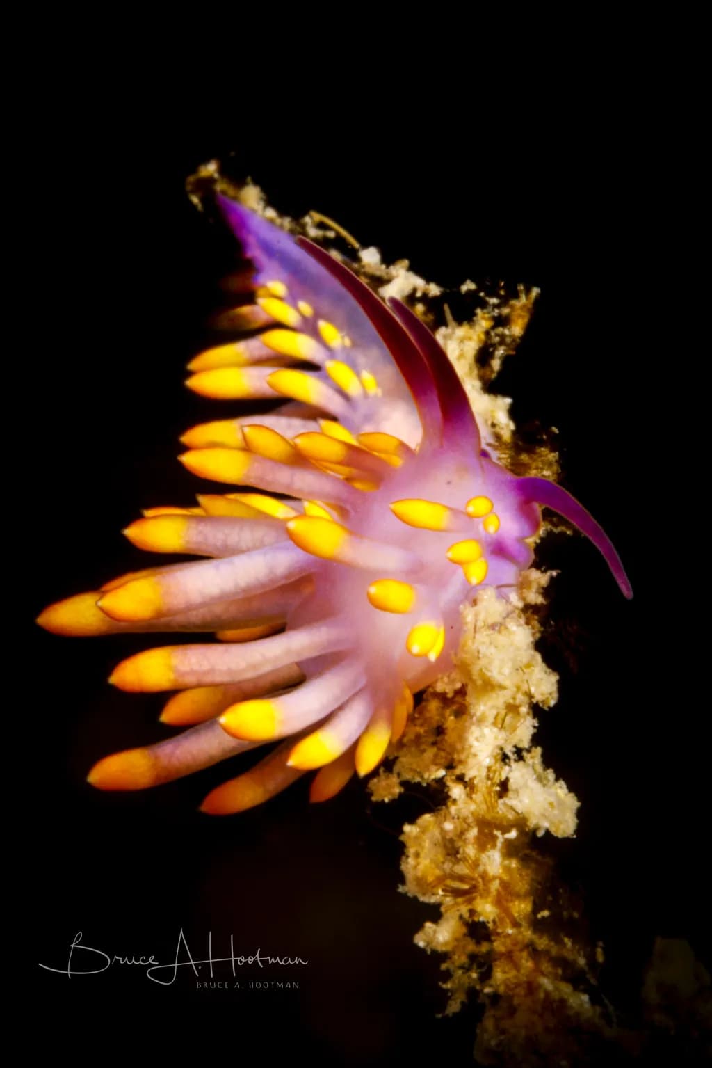 Nudibranch Glow