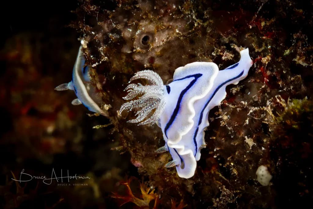 Loch's Chromodoris