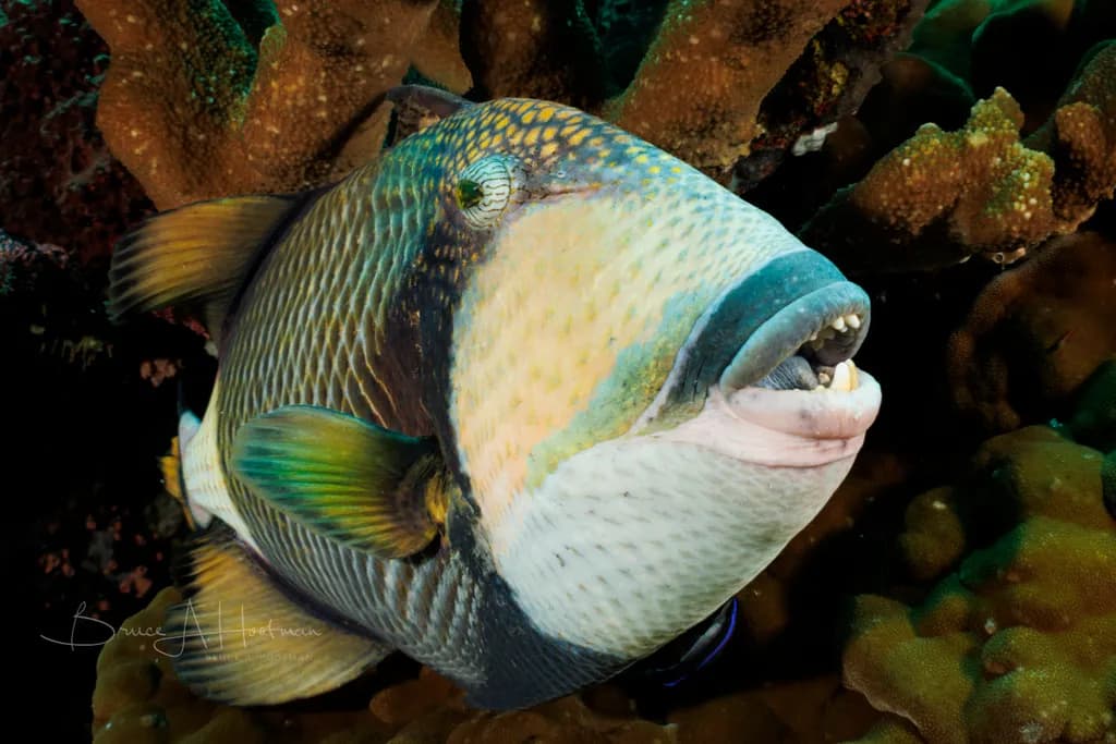 Titan Triggerfish