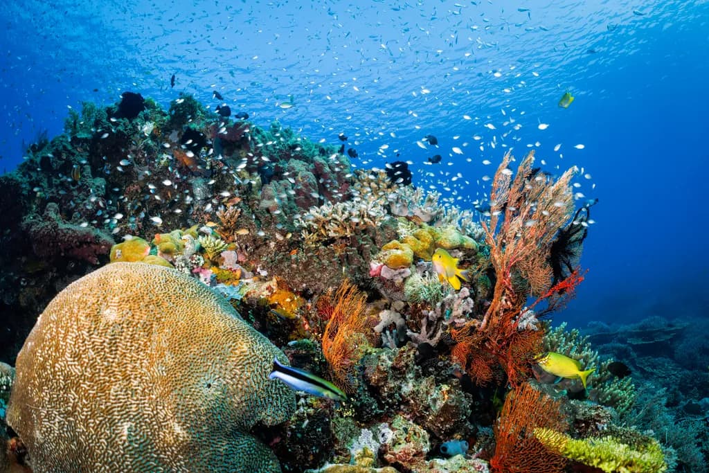 Underwater Seascape