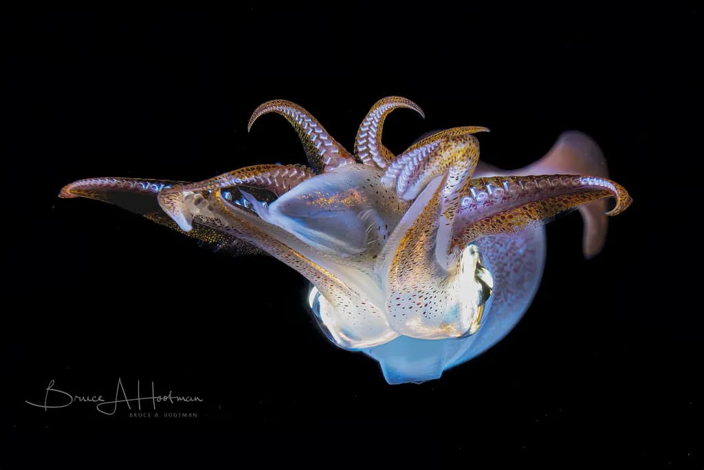Luminous Squid Dance