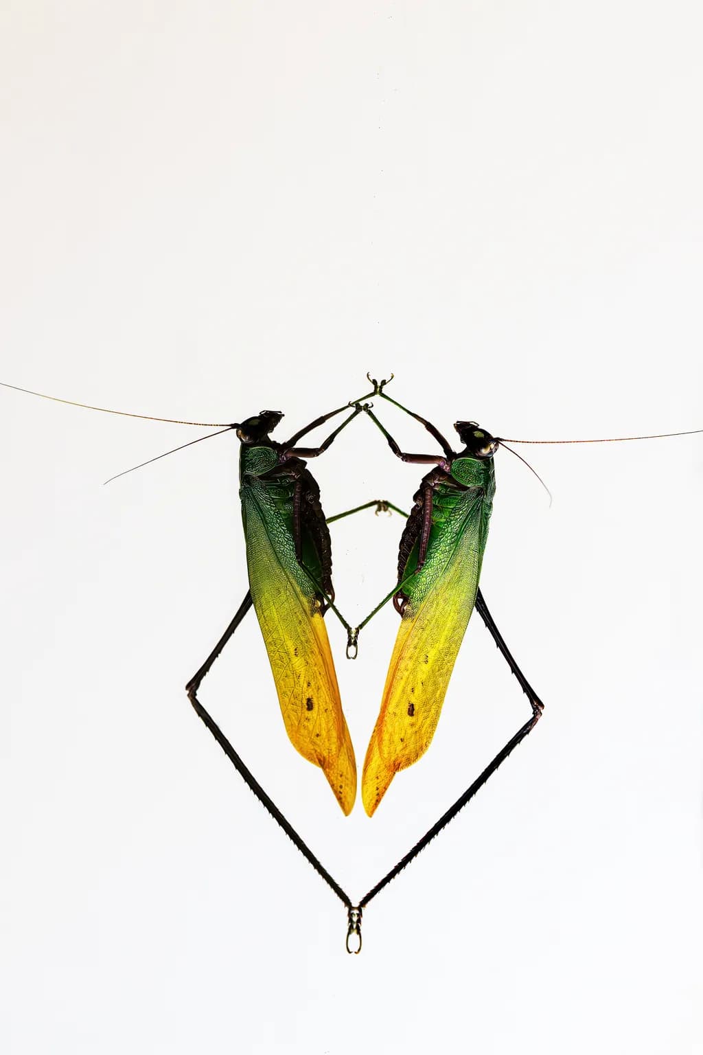 Bug Reflection