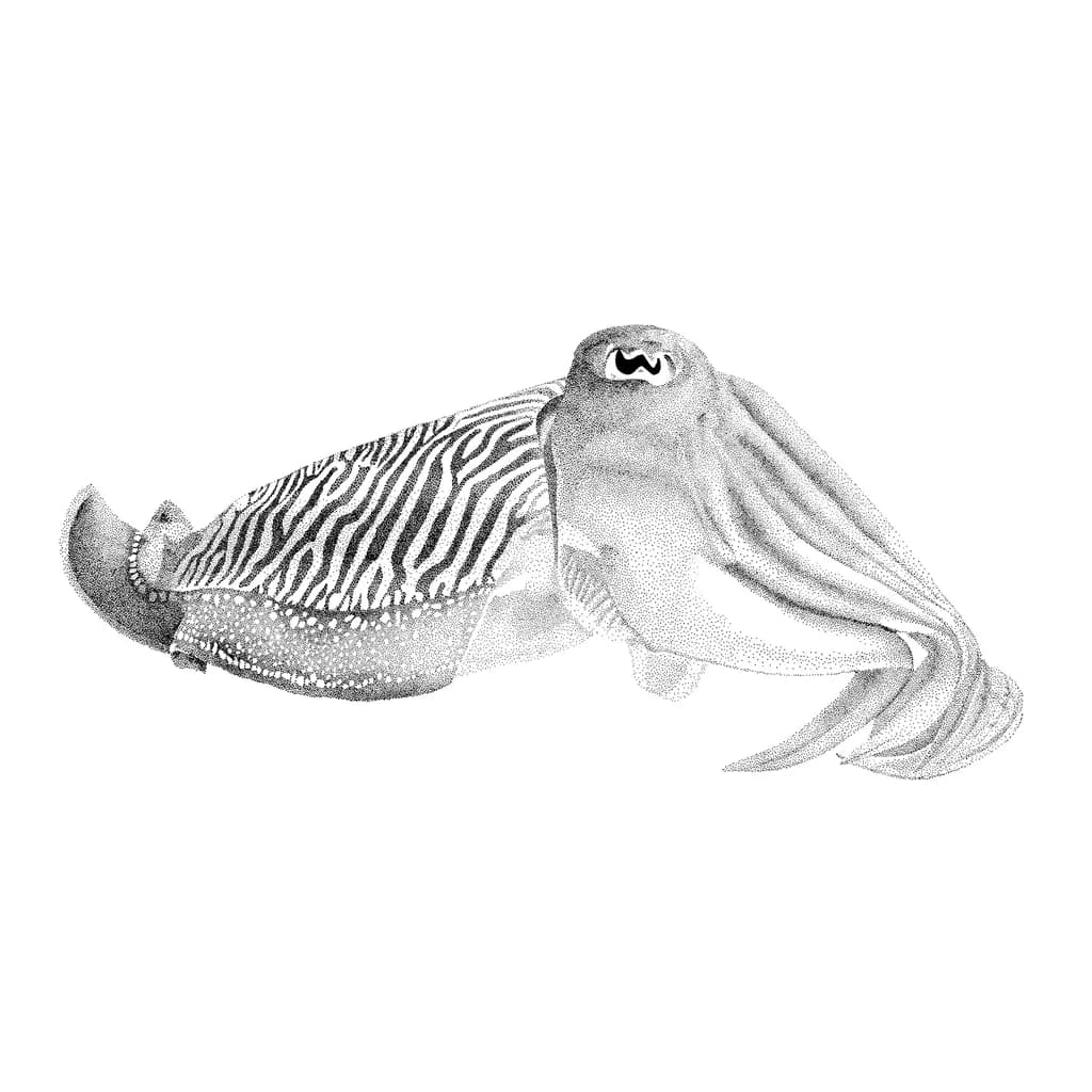 Sepia Cephalopod