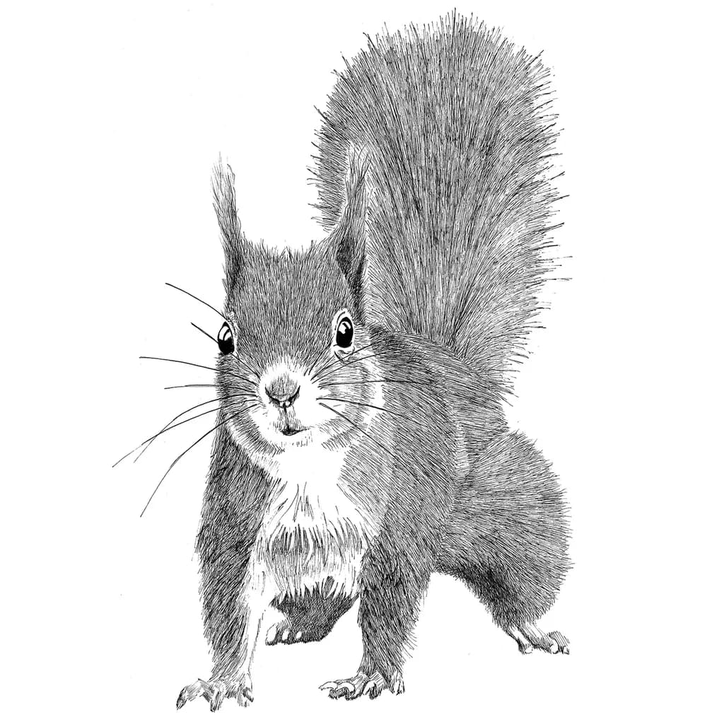 Curious Squirrel