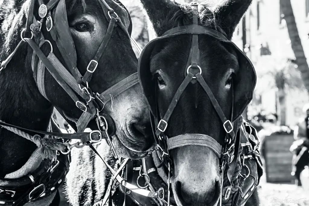 Whispers of the Past: A Black and White Embrace of Equine Companionship