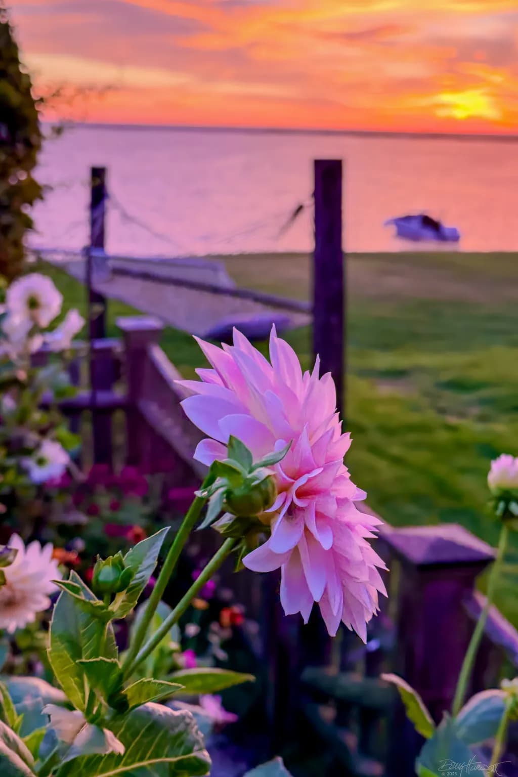 Dahlia at Dawn