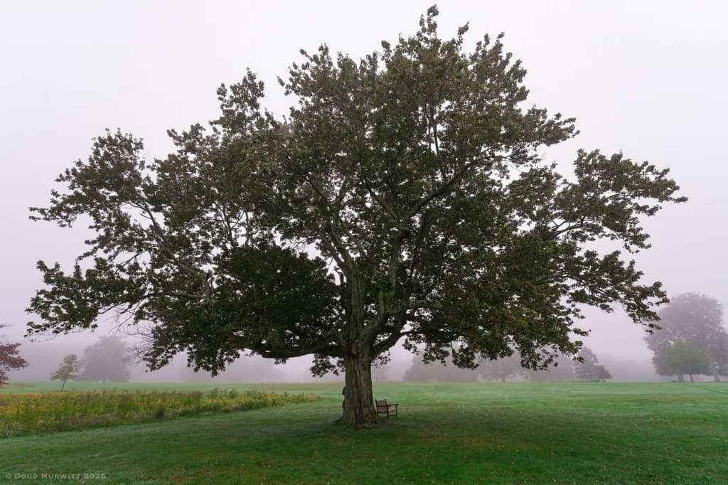 The Foggy Oak