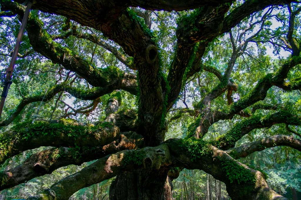 The Angel Oak of Charleston