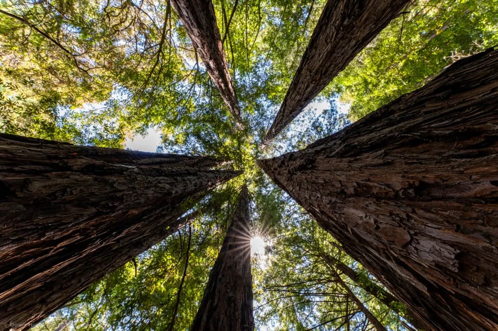 Baby Redwoods at Cascade Falls 