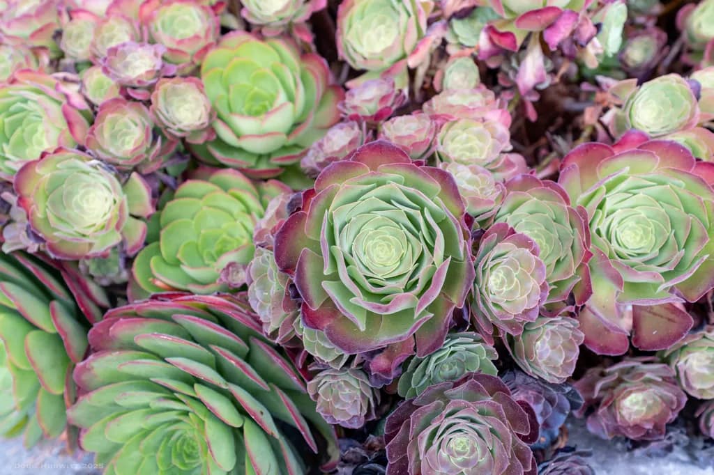 San Fran Succulents