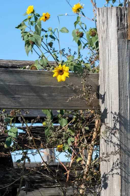 The Cheerful Sunflower of the Fort Worth Stockyards
