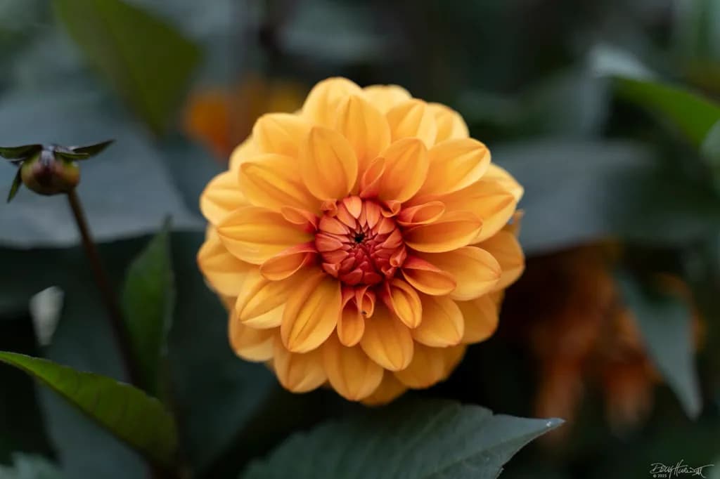 "David Howard" Dahlia, St. James's Park London, SW1