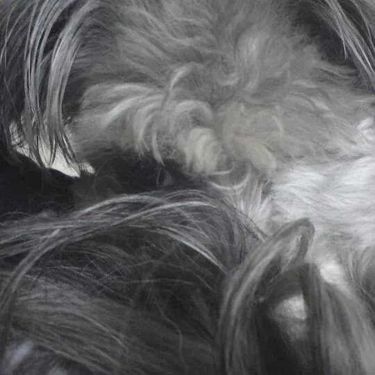 Whispers of Fur: A Cozy Embrace in Shades of Gray