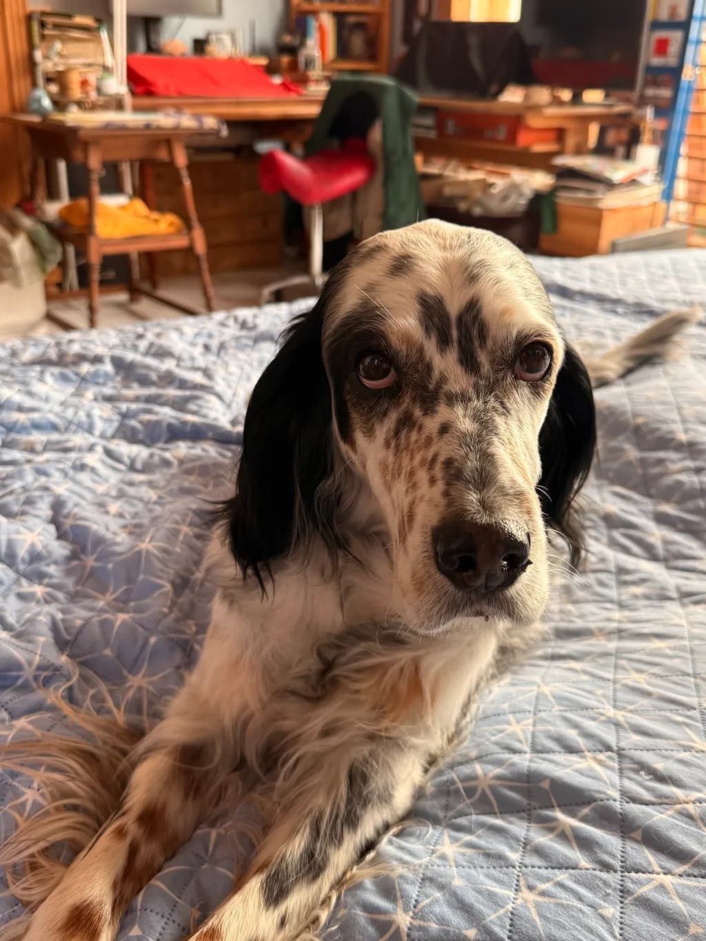 Gentle Companion