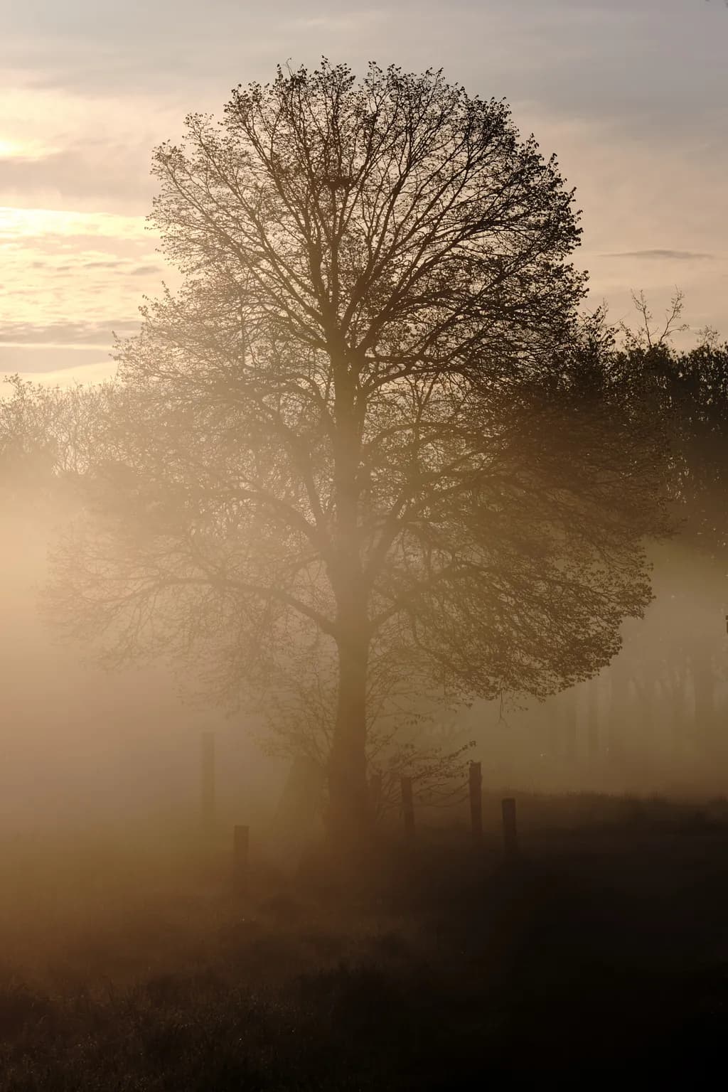 Whispers of Dawn: A Tree's Embrace in the Morning Mist