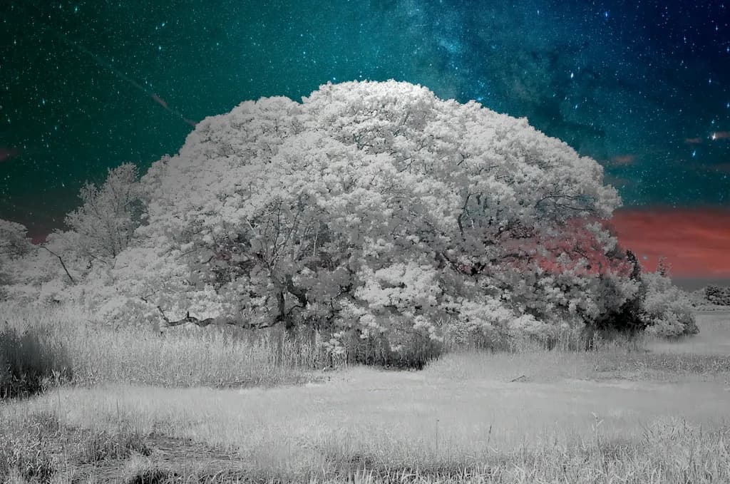Whispers of the Cosmos: A Serene Tree Beneath the Starry Night Sky