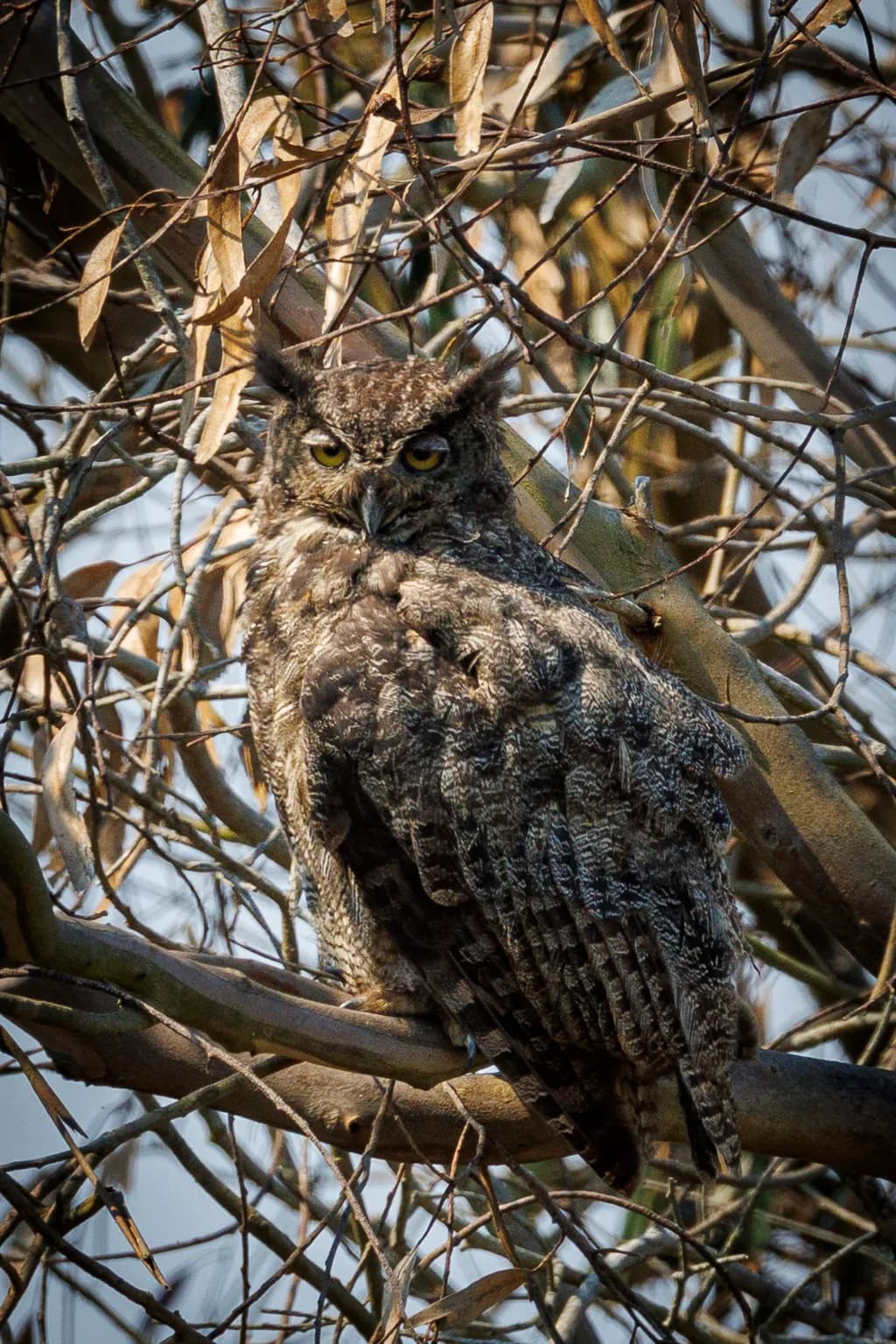 Whimsical Watcher: The Great Horned Owl in Nature's Embrace