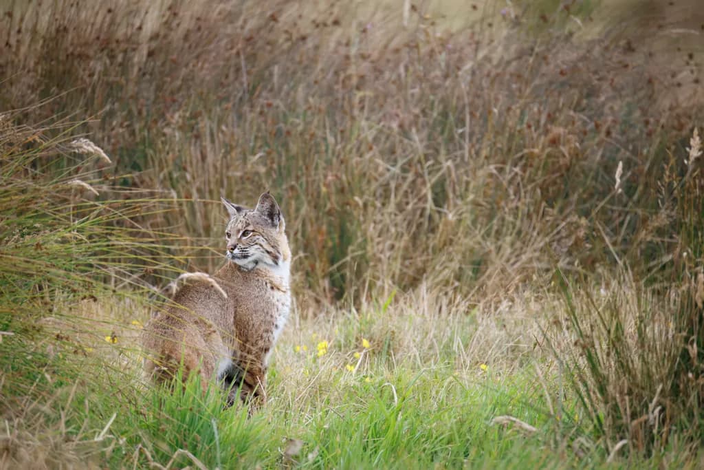 Whiskers in the Wild: A Lynx's Serene Stroll Through Nature's Canvas